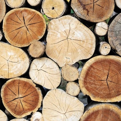 Le bois et ses essences