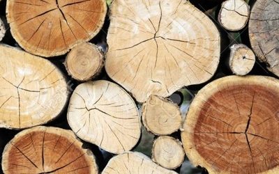 Le bois et ses essences